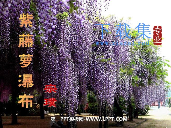 《紫藤萝瀑布》PPT课件3