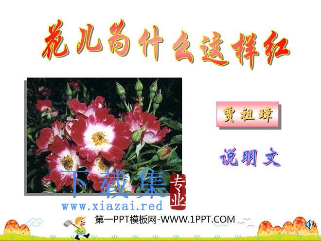 《花儿为什么这样红》PPT课件3