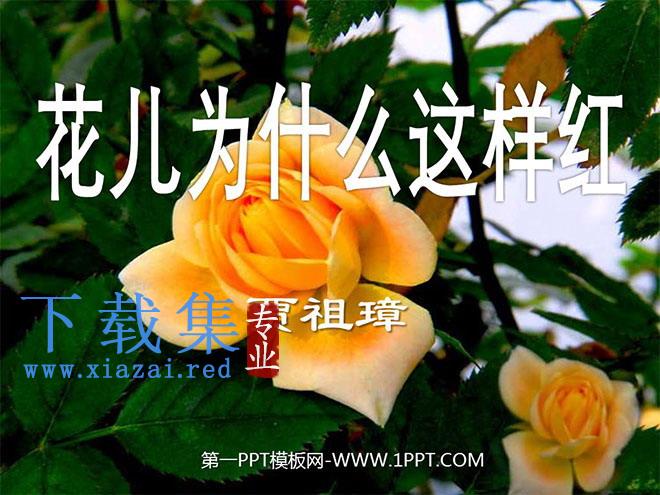 《花儿为什么这样红》PPT课件4