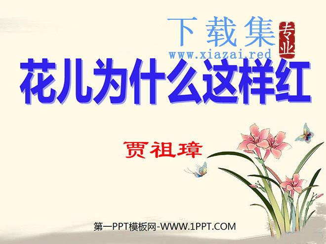 《花儿为什么这样红》PPT课件5