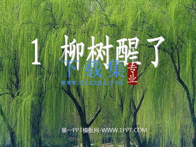 《柳树醒了》PPT课件6