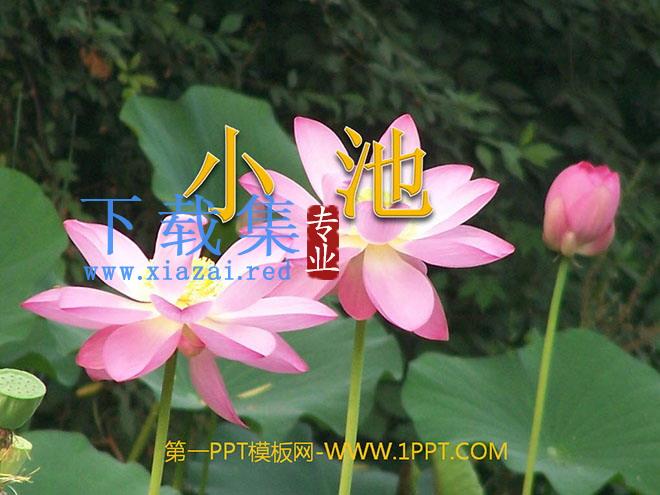 《小池》PPT课件2