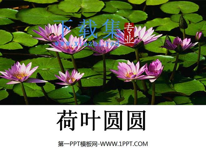 《荷叶圆圆》PPT课件3