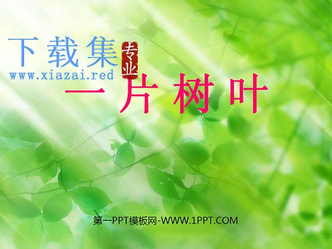 《一片树叶》PPT课件3