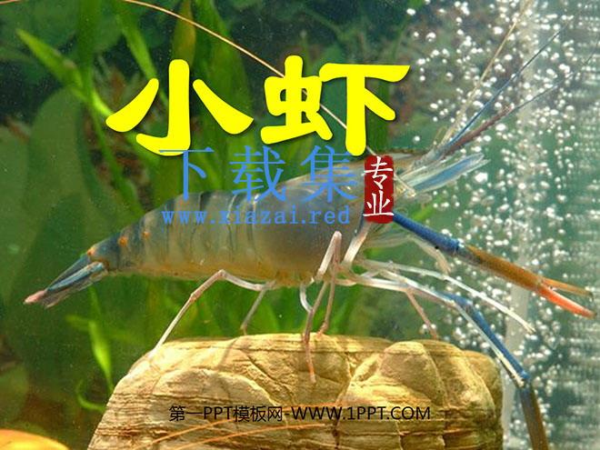 《小虾》PPT课件5
