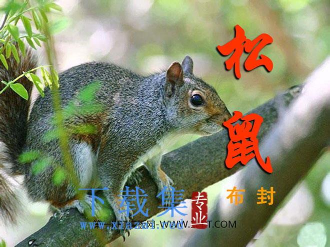 《松鼠》PPT课件4