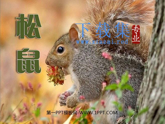 《松鼠》PPT课件5