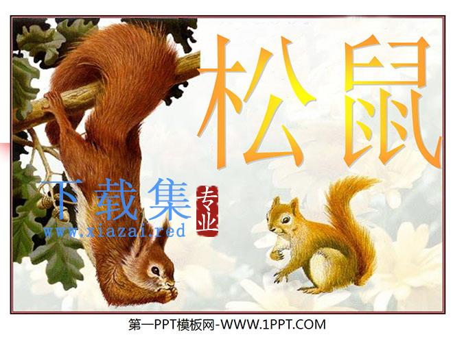 《松鼠》PPT课件6