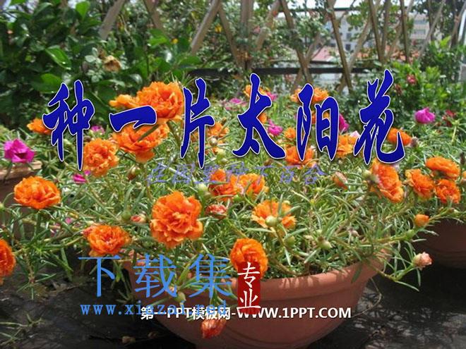 《种一片太阳花》PPT课件2