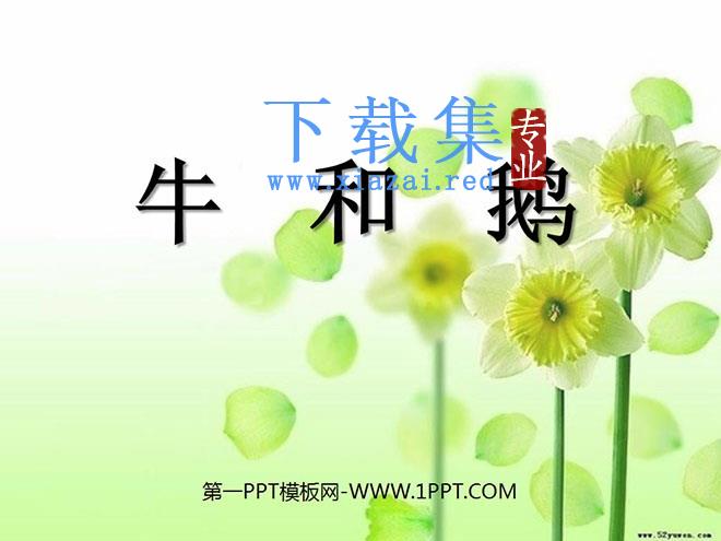 《牛和鹅》PPT课件6