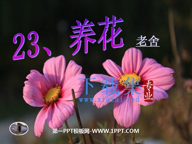 《养花》PPT课件4
