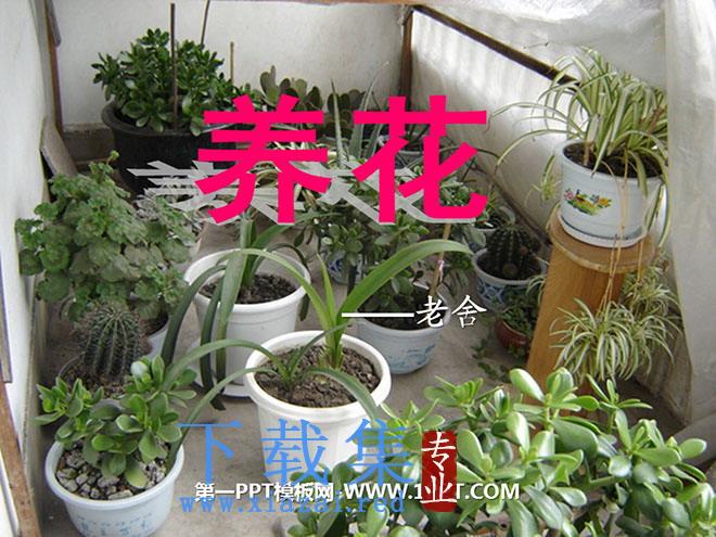 《养花》PPT课件5