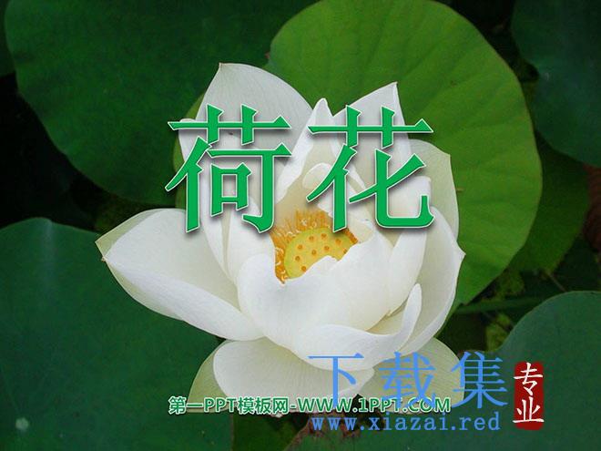 《荷花》PPT课件7