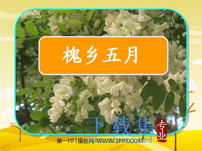 《槐乡五月》PPT课件3