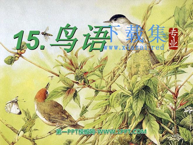 《鸟语》PPT课件2