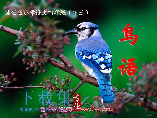 《鸟语》PPT课件3