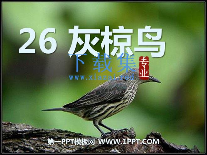 《灰椋鸟》PPT课件3