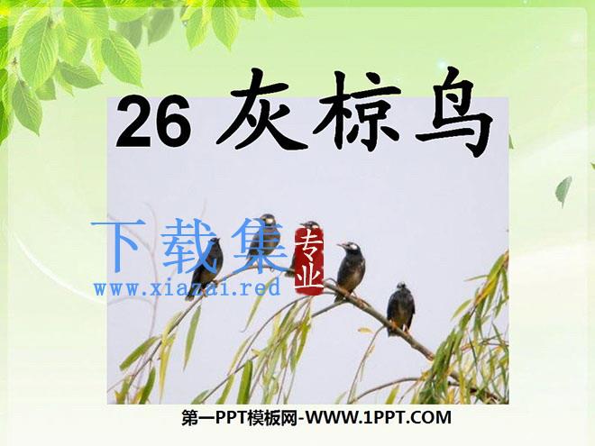 《灰椋鸟》PPT课件5
