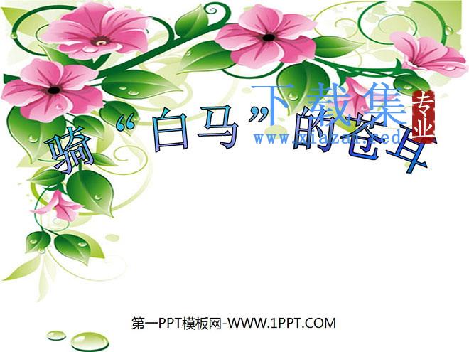 《骑“白马”的苍耳》PPT课件3