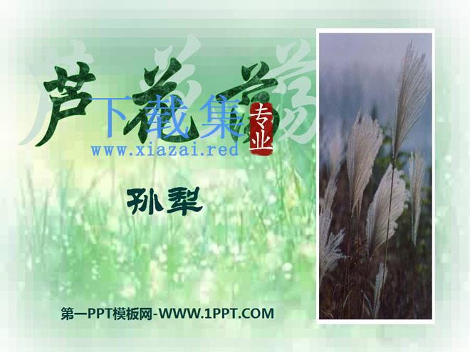 《芦花荡》PPT课件4