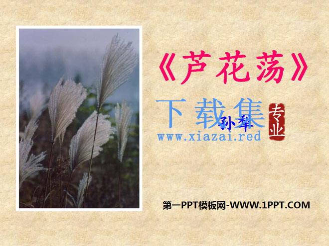 《芦花荡》PPT课件6