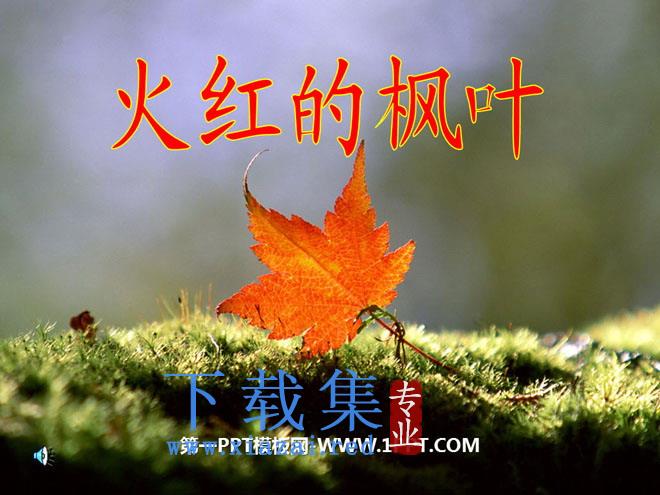 《火红的枫叶》PPT课件5