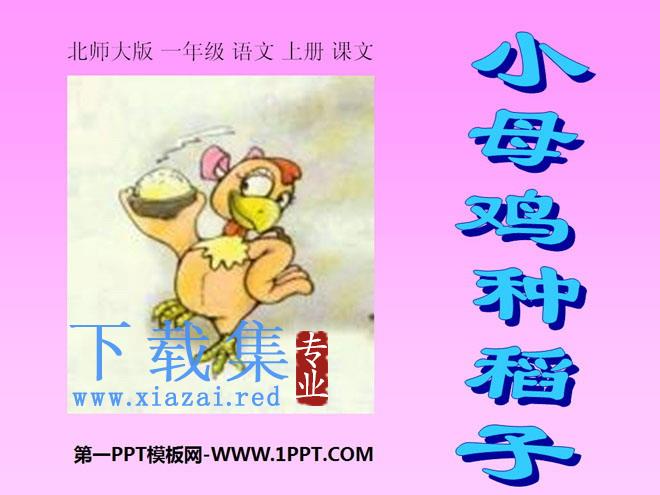 《小母鸡种稻子》PPT课件3