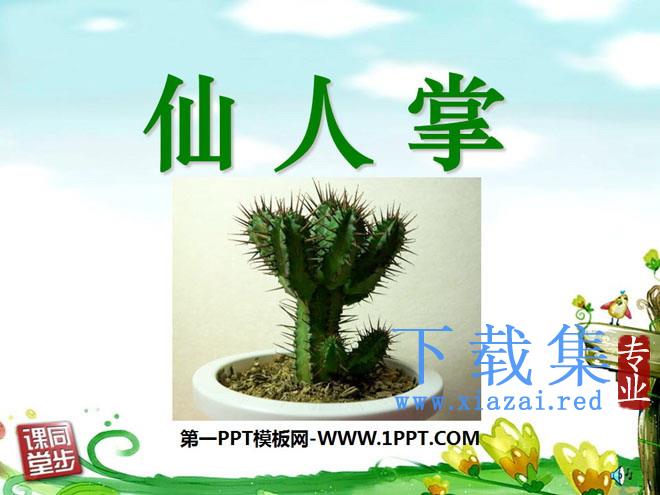 《仙人掌》PPT课件5