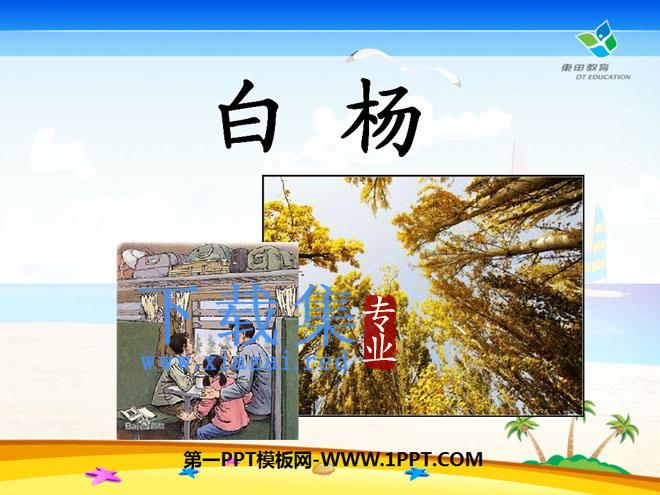 《白杨》PPT课件8