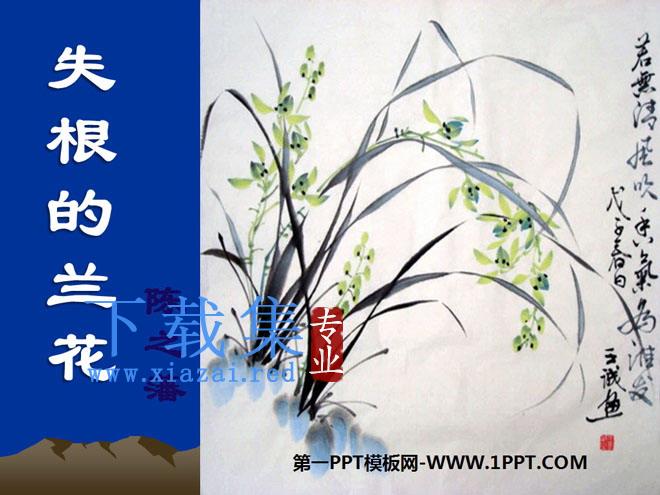 《失根的兰花》PPT课件2