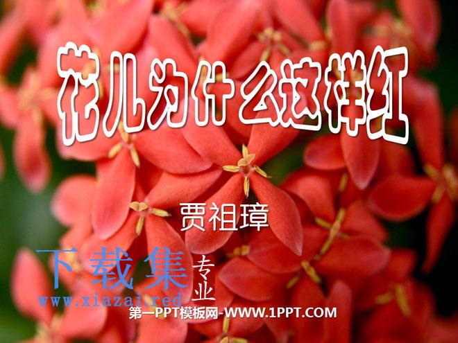 《花儿为什么这样红》PPT课件6