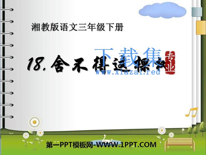 《舍不得这棵树》PPT课件