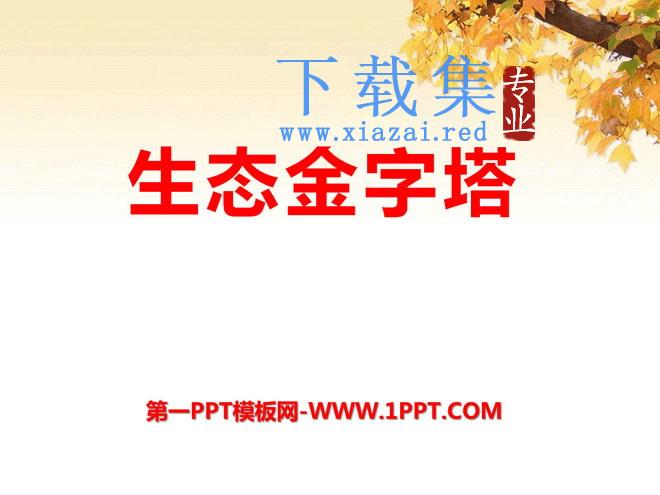 《生态金字塔》PPT课件2