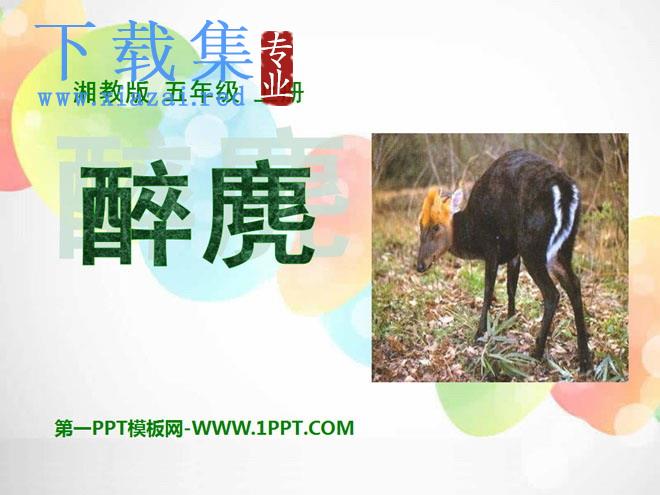 《醉麂》PPT课件3