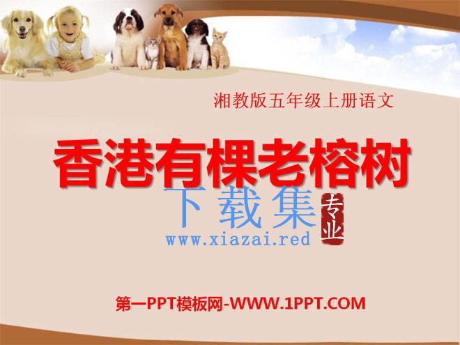 《香港有棵老榕树》PPT课件