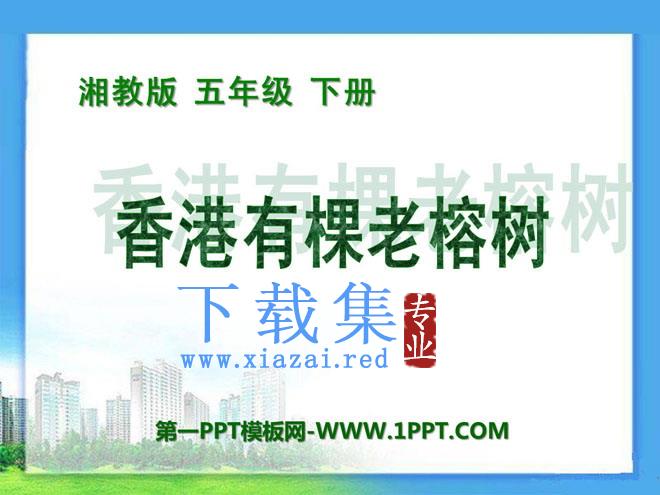 《香港有棵老榕树》PPT课件3  第1张