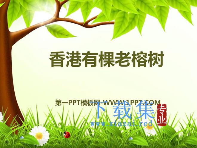 《香港有棵老榕树》PPT课件4  第1张
