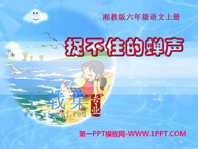 《捉不住的蝉声》PPT课件