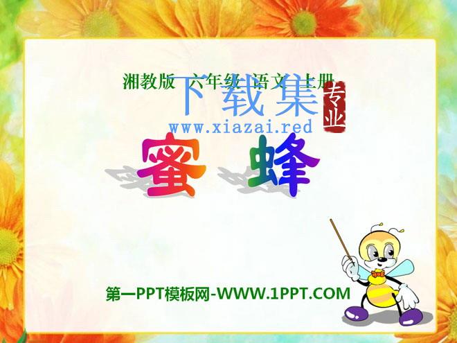 《蜜蜂》PPT课件6