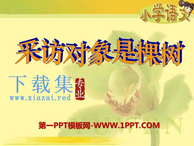 《采访对象是棵树》PPT课件2