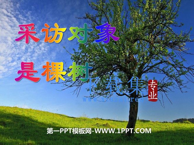 《采访对象是棵树》PPT课件3