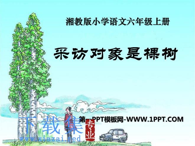 《采访对象是棵树》PPT课件4