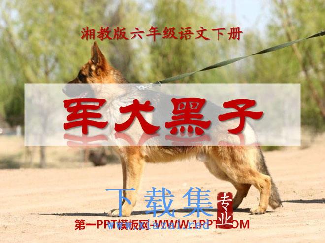 《军犬黑子》PPT课件3