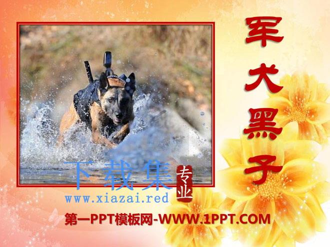 《军犬黑子》PPT课件4