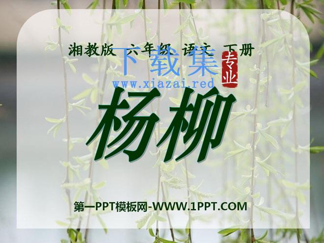 《杨柳》PPT课件