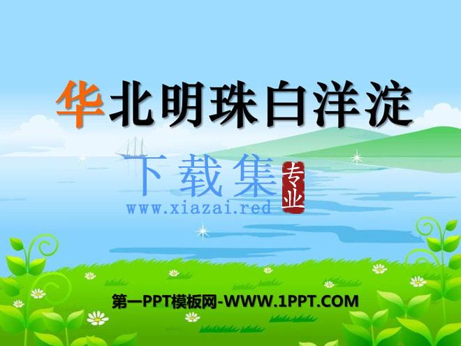 《华北明珠白洋淀》PPT课件4