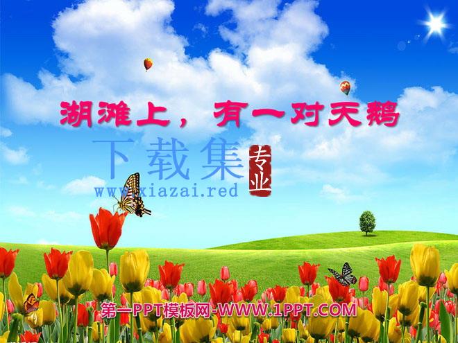 《湖滩上，有一对天鹅》PPT课件