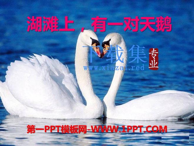 《湖滩上，有一对天鹅》PPT课件2