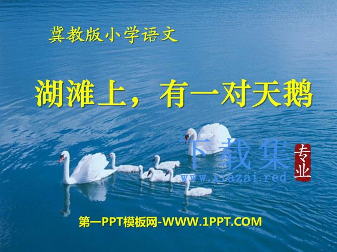 《湖滩上，有一对天鹅》PPT课件4