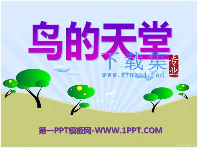 《鸟的天堂》PPT课件6